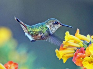 Google Hummingbird
