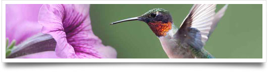 Google Hummingbird for Business